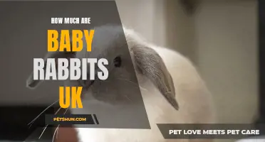 The Cost of Baby Rabbits In the UK