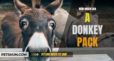 The Ultimate Guide to Determining How Much a Donkey Can Pack