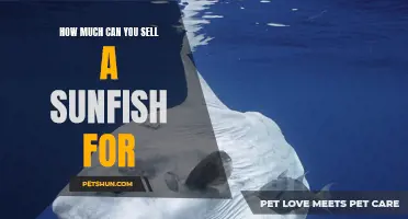The Ultimate Guide to Selling a Sunfish and Maximizing Your Profit