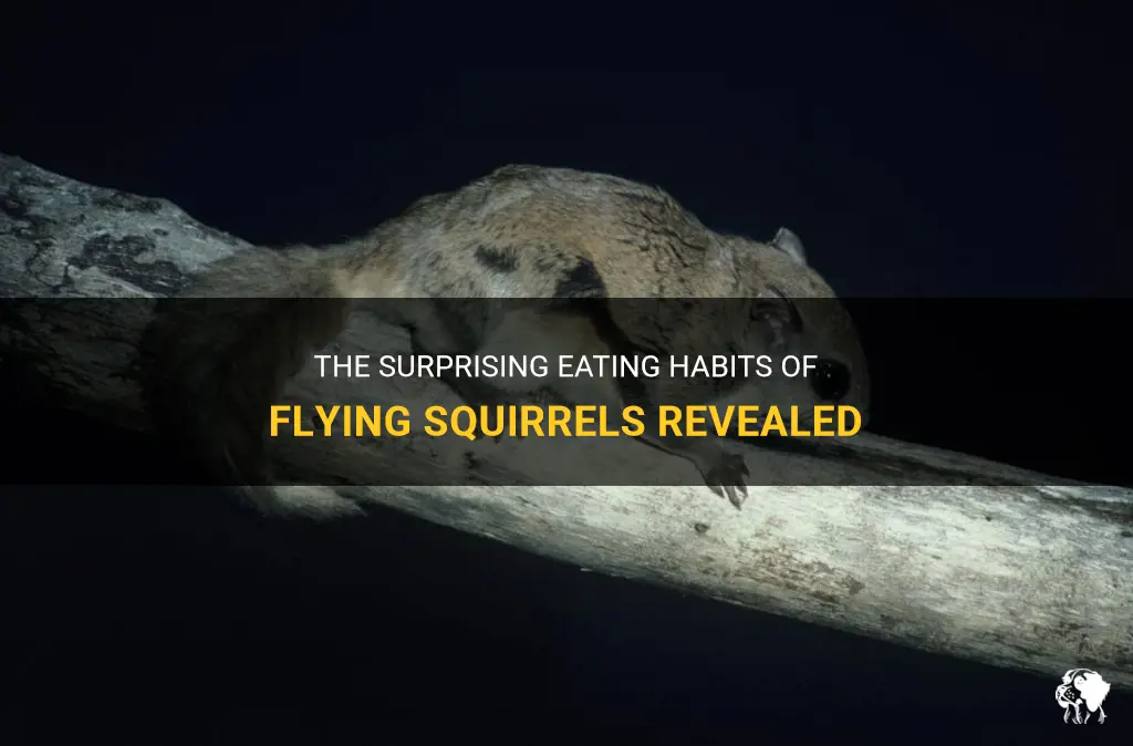 how much do flying squirrels eat