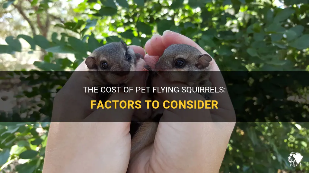 how much do pet flying squirrels cost