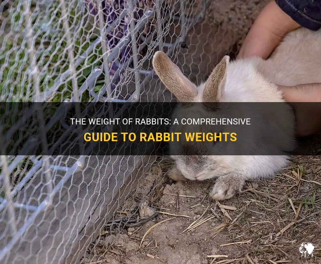 how much do rabbits weight
