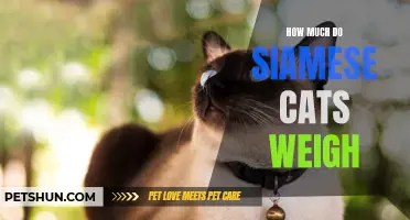 Determining the Weight of Siamese Cats: Essential Considerations
