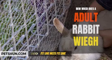The Weight of an Adult Rabbit: What You Need to Know
