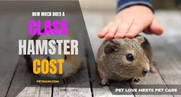 What Is the Cost of a Class Hamster?