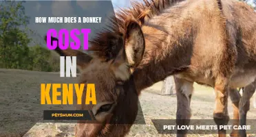 The Price Guide: Estimating the Cost of Donkeys in Kenya