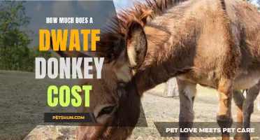 The Cost of Owning a Dwarf Donkey: What You Need to Know