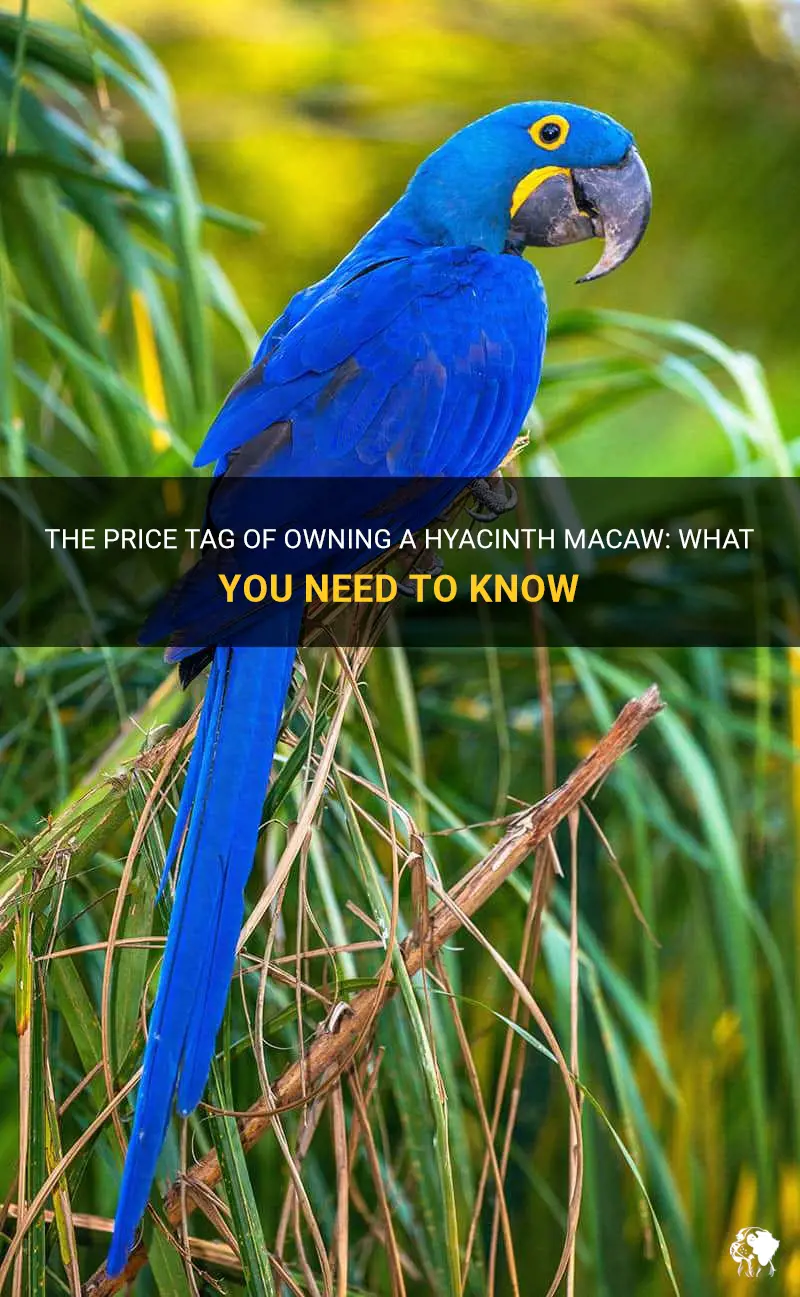 how much does a hyacinth macaw cost