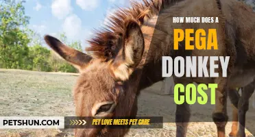 The Price Guide: How Much Does a Pega Donkey Cost?