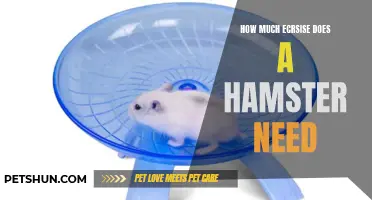 The Importance of Exercise for Hamsters: How Much is Required?