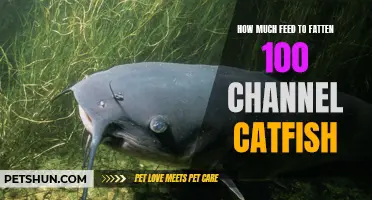 The Ideal Feed Quantity to Fatten 100 Channel Catfish