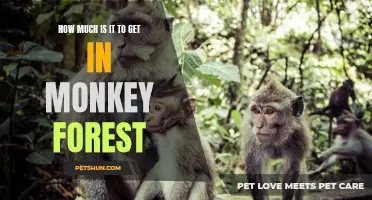 Exploring the Price of Admission to Monkey Forest: What to Expect