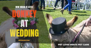 How Much Does it Cost to Include a Little Donkey at Your Wedding?