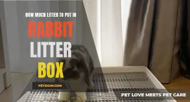 The Right Amount of Litter to Put in Your Rabbit's Litter Box