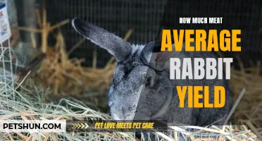 The Average Yield of Meat from Rabbits: A Guide for Homesteaders