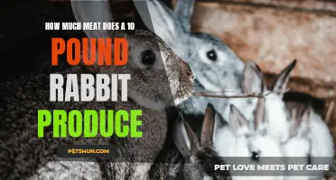 The Surprising Yield: How Much Meat Does a 10 Pound Rabbit Produce?