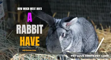 The Surprising Amount of Meat Found in a Rabbit: What You Should Know