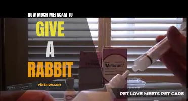 Finding the Right Dosage: The Proper Amount of Metacam for Rabbits