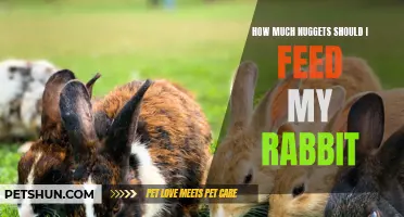 The Right Amount of Nuggets to Feed Your Rabbit
