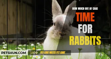 The Importance of Providing Adequate Out of Cage Time for Your Rabbits