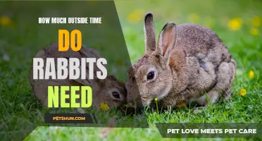 The Importance of Outdoor Time for Rabbits: How Much Do They Need?