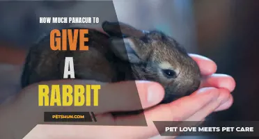 Proper Dosage of Panacur for Rabbits: A Guide for Rabbit Owners