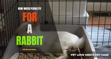 The Right Amount of Pedialyte for Your Rabbit: A Guide