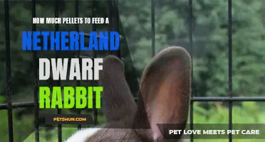 Finding the Right Amount of Pellets to Feed a Netherland Dwarf Rabbit