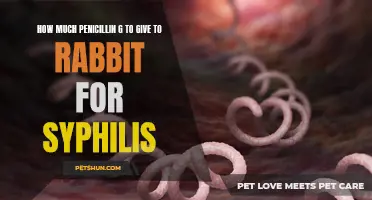 Using Penicillin G to Treat Syphilis in Rabbits: Dosage Guidelines and Recommendations