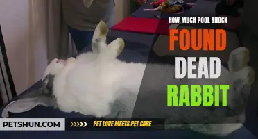The Disturbing Discovery: Pool Shock Reveals Deceased Rabbit