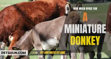 The Perfect Amount of Space for a Miniature Donkey: A Comprehensive Guide