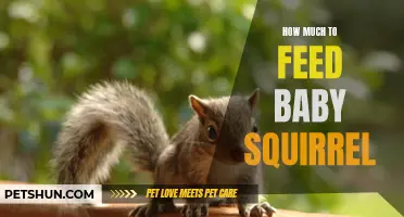 Feeding Your Baby Squirrel: The Right Amount of Food to Provide
