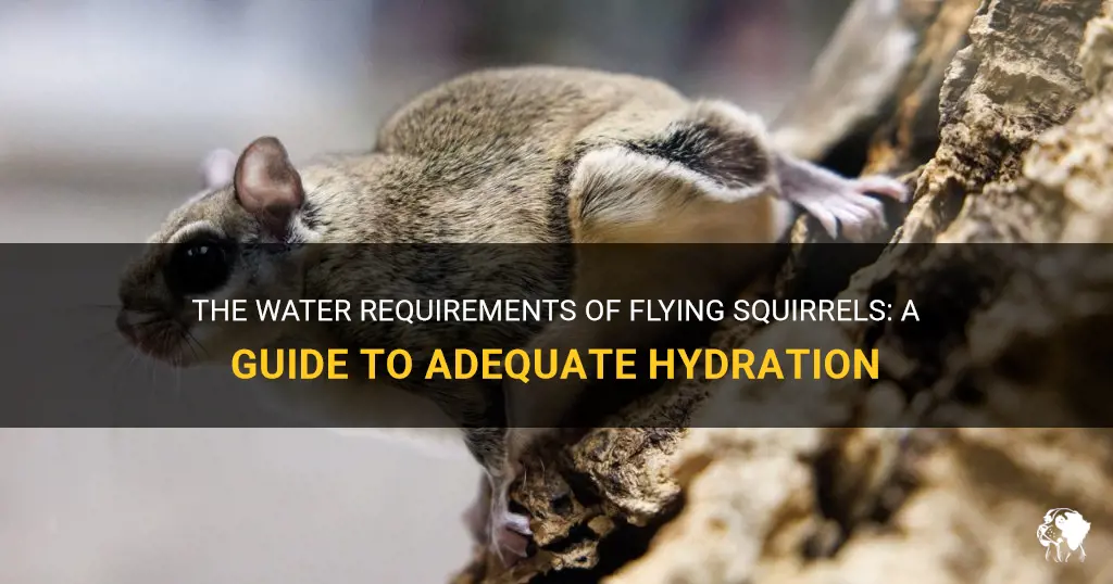 how much water do flying squirrels need
