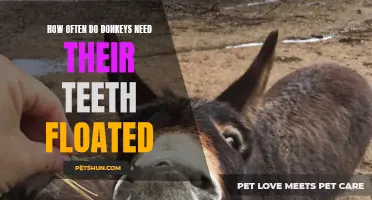 The Importance of Regular Dental Care for Donkeys: How Often do they Need their Teeth Floated?