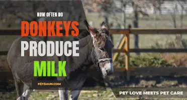 The Surprising Frequency of Donkeys Producing Milk
