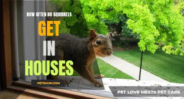 The Frequency of Squirrels Entering Houses and How to Prevent it