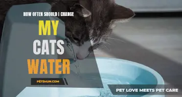 The Importance of Regularly Changing Your Cat's Water