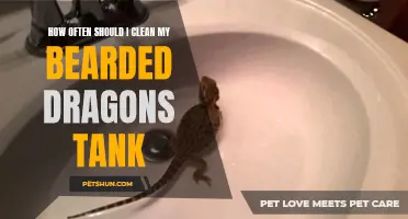 How Often Should I Clean My Bearded Dragon's Tank: A Complete Guide