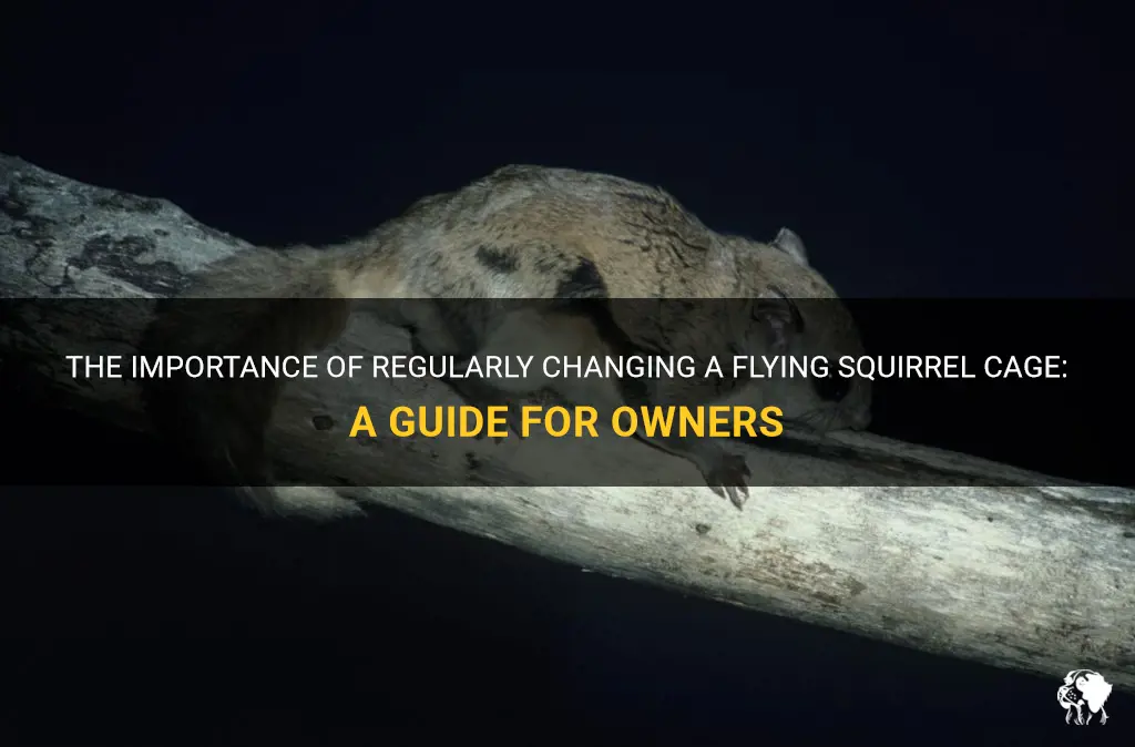 how often to change a flying squirrel cage