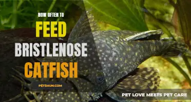 Feeding Frequency: The Key to Keeping Bristlenose Catfish Healthy