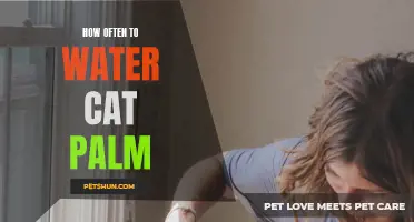 The Best Watering Schedule for Your Cat Palm: A Comprehensive Guide