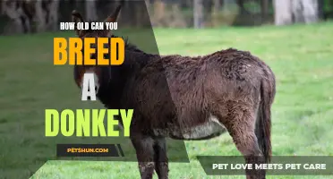 When is the Right Age to Breed a Donkey?