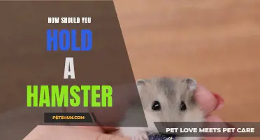 The Right Way to Hold a Hamster: Tips and Techniques to Ensure Their Safety