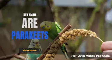The Petite World of Parakeets: Just How Small Are They?