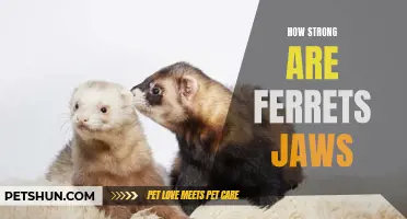 Unlocking the Strength of Ferret Jaws: A Closer Look at Their Bite Force