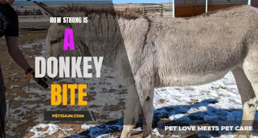 The Power of a Donkey Bite: Unveiling the Strength Behind Their Teeth