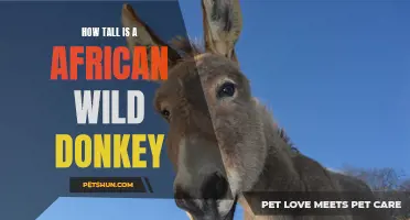The Surprising Height of an African Wild Donkey Revealed