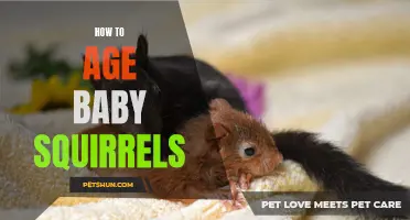 Tips for Successfully Aging Baby Squirrels