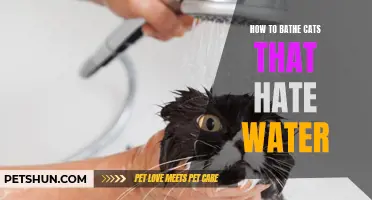 The Ultimate Guide to Bathing Cats That Despise Water