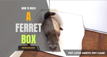 Building a Ferret Box: A Step-by-Step Guide for Creating the Perfect Hideaway